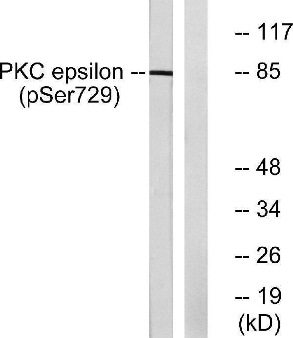 a01151s729 1 prkce primary antibodies wb testing 2