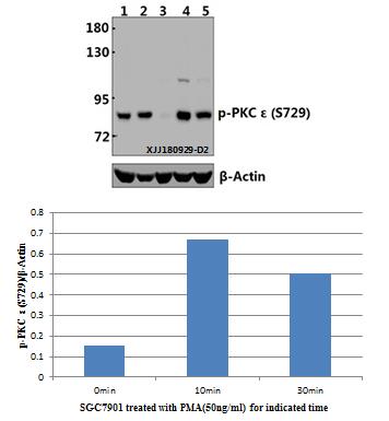 a01151s729 prkce primary antiboties wb testing 1