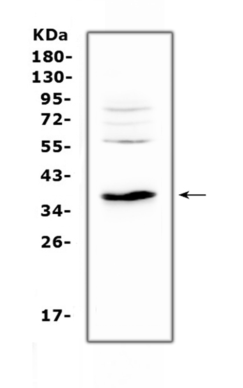 a01152 3 il12b primary antibodies wb testing 1