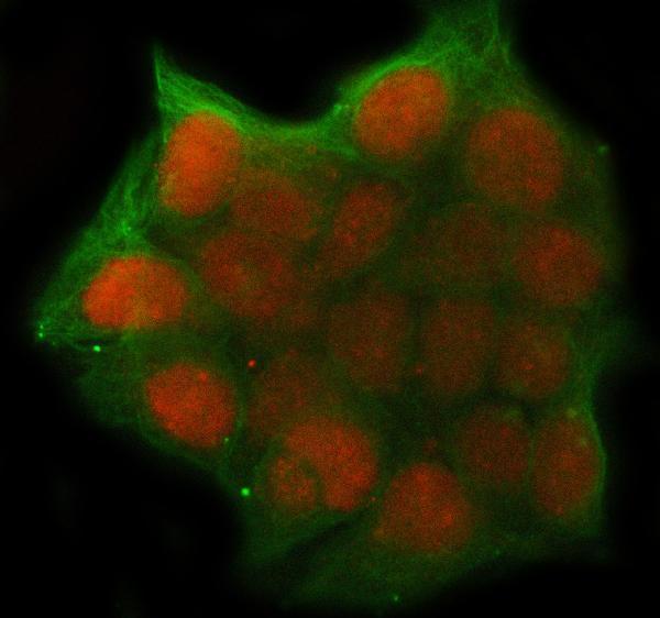  IF analysis of UHRF1 using anti-UHRF1 antibody (A01156-1) and anti-Tubulin Alpha antibody (M03989-3)