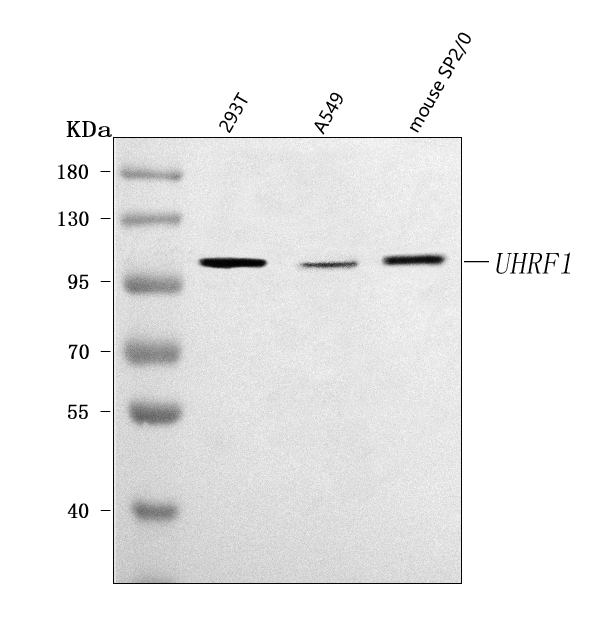  Western blot analysis of UHRF1 using anti-UHRF1 antibody (A01156-1)