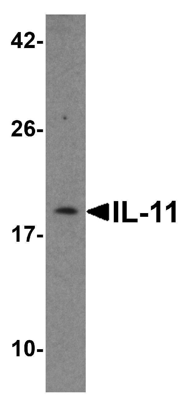a01160 2 il 11 primary antibodies wb testing 1