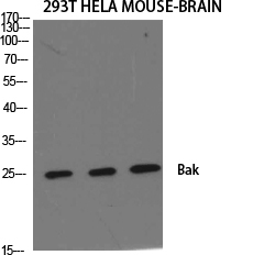a01163 1 bak1 primary antibodyes wb testing 1