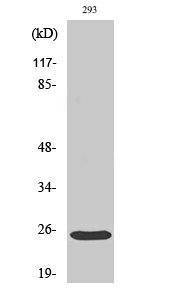 a01163 1 bak1 primary antibodyes wb testing 2