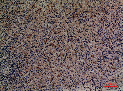 a01166 procr primary antibodies if testing 3