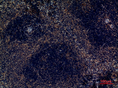 a01166 procr primary antibodies ihc testing 1