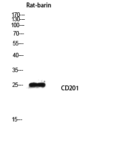 a01166 procr primary antibodies wb testing 2