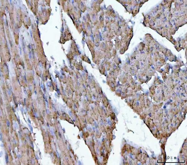 a01168 1 vdac1 primary antibodies ihc testing 8