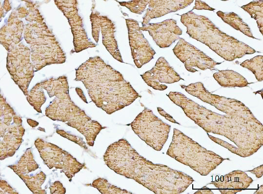a01168 1 vdac1 primary antibodies ihc testing 9