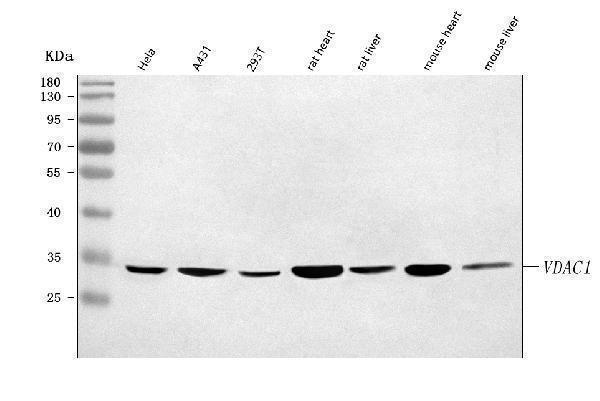  Western blot analysis of Porin/VDAC1 using anti-Porin/VDAC1 antibody (A01168-1)