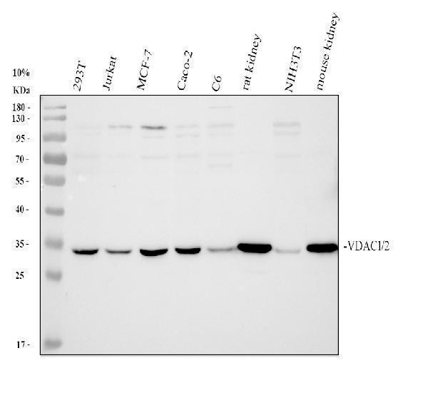 a01168 2 vdac1 2 primary antibodies wb testing 1