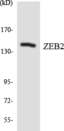 a01169 2 zeb2 primary antibodies wb testing 3