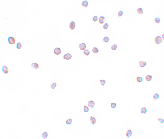 a01169 zeb2 primary antibodies icc testing 2