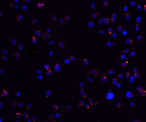 a01169 zeb2 primary antibodies if testing 3