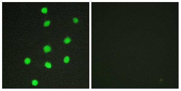 a01171 2 gli3 primary antibodies if testing 1
