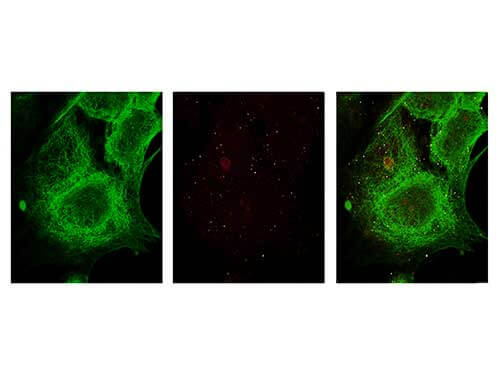 a01171 gli3 primary antibodies if testing 5_1