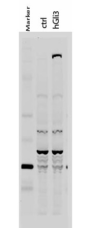 a01171 gli3 primary antibodies wb testing 2_1