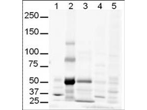 a01171 gli3 primary antibodies wb testing 3_1