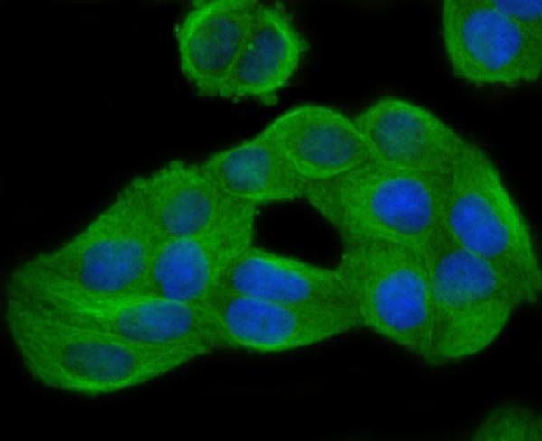 ICC staining GCN2 in Hela cells (green)