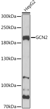 Western blot analysis of extracts of HepG2 cells, using GCN2 Antibody  at 1:1000 dilution