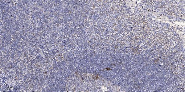 Immunohistochemical analysis of paraffin-embedded human tonsil