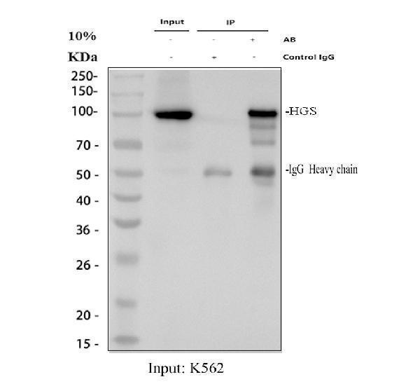 a01174 1 hgs primary antibodies if testing 1