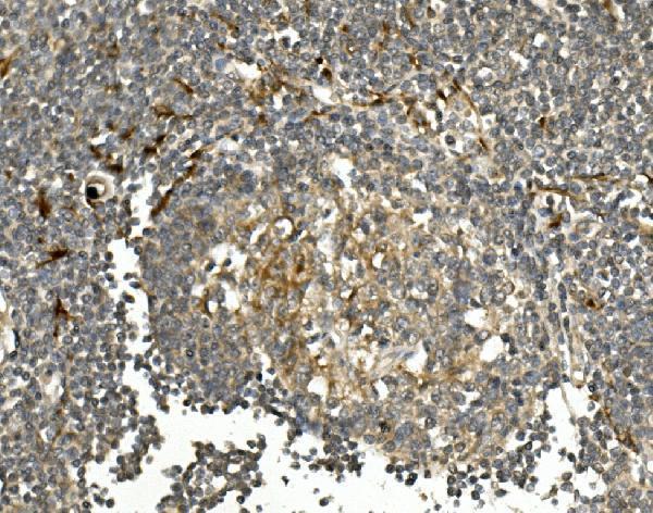 a01174 1 hgs primary antibodies ihc testing 3