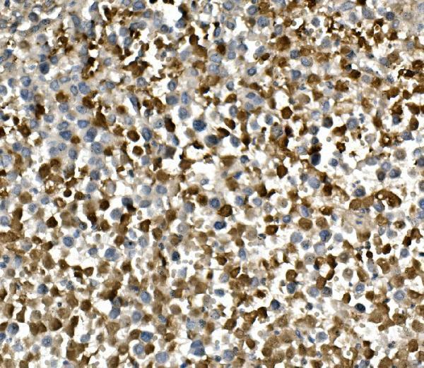 a01174 1 hgs primary antibodies ihc testing 5