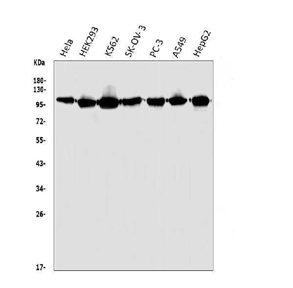 a01174 1 hgs primary antibodies wb testing 1
