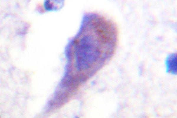 Immunohistochemistry (IHC) analyzes of HRS (L330) pAb in paraffin-embedded human brain tissue