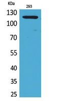 a01176 atp2a2 primary antibodyes wb testing 1