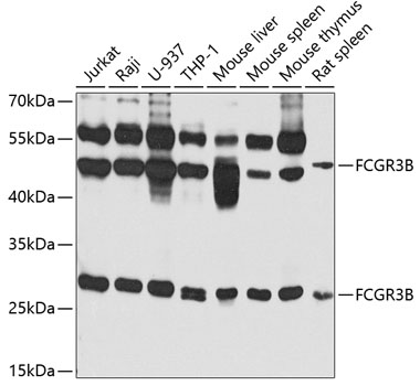 Western blot analysis of extracts of various cell lines, using FCGR3B antibody  at 1:1000 dilution