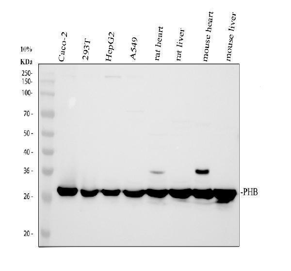 a01178 1 phb primary antibodies wb testing 1_1