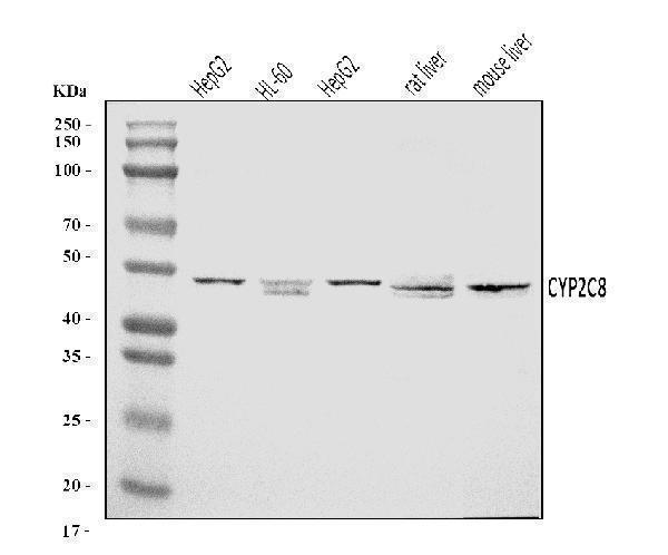  Western blot analysis of CYP2C8 using anti-CYP2C8 antibody (A01179-2)