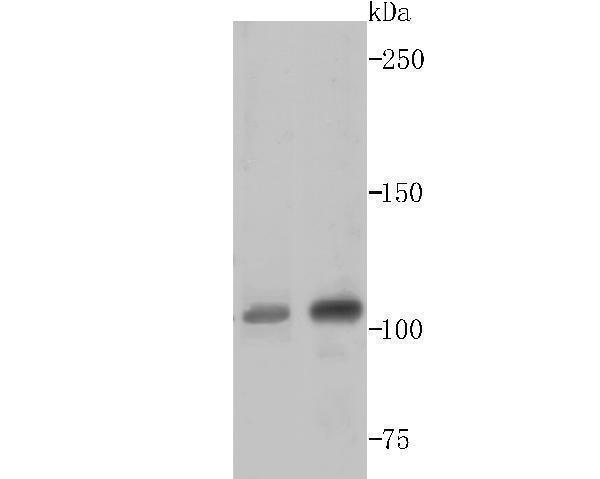 a01180 xpo1 primary antiboties wb testing 1