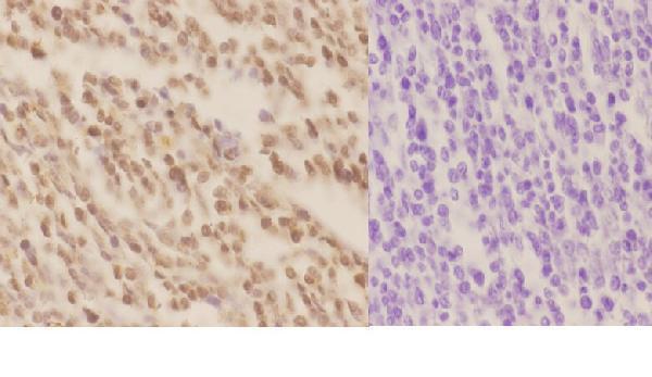 a01182 3 xpa primary antiboties ihc testing 2