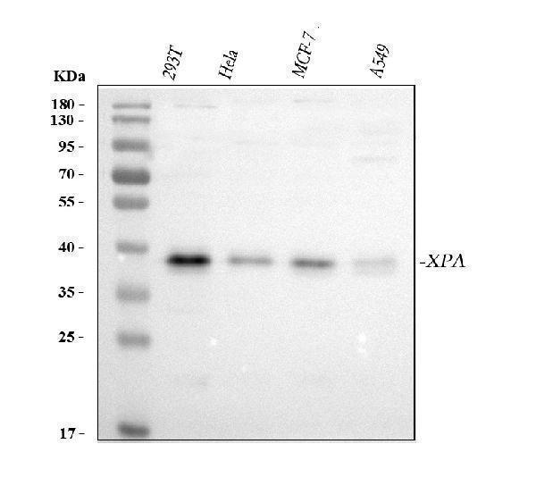  Western blot analysis of XPA using anti-XPA antibody (A01182-4)