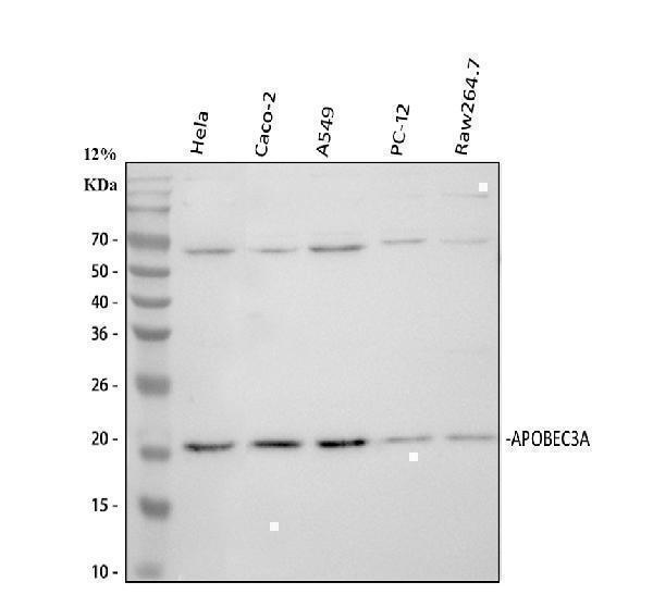  Western blot analysis of APOBEC3A using anti-APOBEC3A antibody (A01183-1)