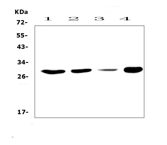 Western blot analysis of PHO1 using anti-PHO1 antibody (A01183-1). Electrophoresis was performed on a 5-20% SDS-PAGE gel at 70V (Stacking gel) / 90V (Resolving gel) for 2-3 hours. The sample well of each lane was loaded with 50ug of sample under reducing conditions. Lane 1: human Hela whole cell lysates, Lane 2: human MCF-7 whole cell lysates, Lane 3: human HepG2 whole cell lysates, Lane 4: mouse SP20 whole cell lysates. After Electrophoresis, proteins were transferred to a Nitrocellulose membrane at 150mA for 50-90 minutes. Blocked the membrane with 5% Non-fat Milk/ TBS for 1.5 hour at RT. The membrane was incubated with rabbit anti-PHO1 antigen affinity purified polyclonal antibody (Catalog # A01183-1) at 0.5 μg/mL overnight at 4°C, then washed with TBS-0.1%Tween 3 times with 5 minutes each and probed with a goat anti-rabbit IgG-HRP secondary antibody at a dilution of 1:10000 for 1.5 hour at RT. The signal is developed using an Enhanced Chemiluminescent detection (ECL) kit (Catalog # EK1002) with Tanon 5200 system. A specific band was detected for PHO1 at approximately 28KD. The expected band size for PHO1 is at 23KD.