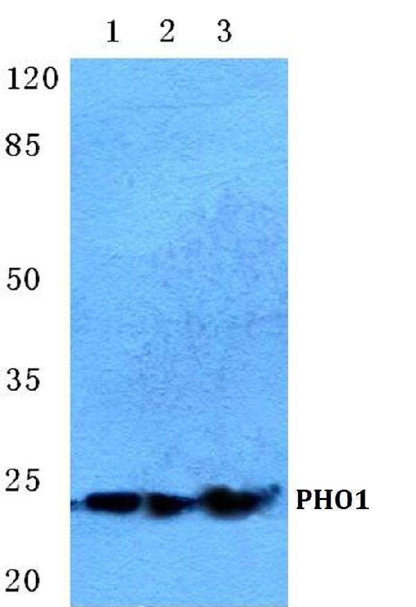 a01183 apobec3a primary antiboties wb testing 1