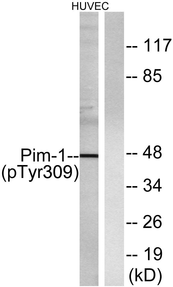 a01184y309 pim1 primary antibodies wb testing 1