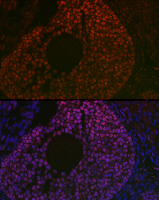 Immunofluorescence analysis of mouse ovary using FOXL2 Rabbit pAb  at dilution of 1:100 