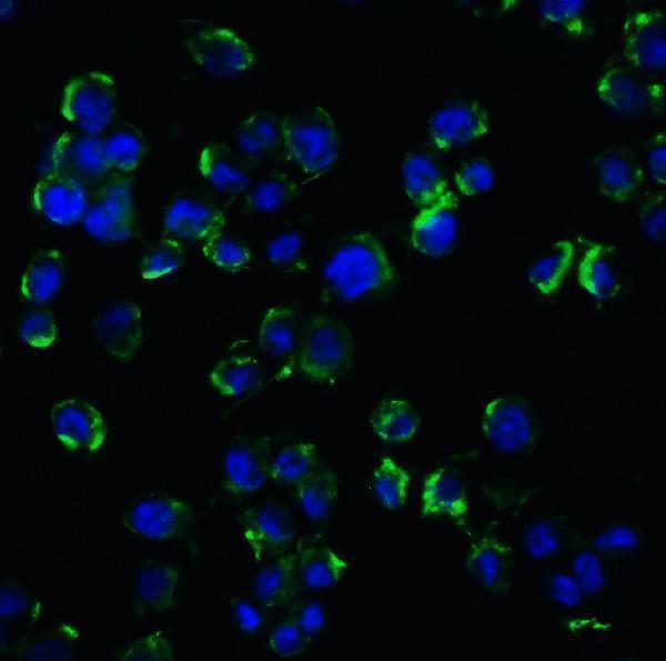 a01187 1 ngfr primary antibodies if testing 3