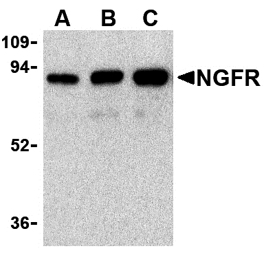 a01187 1 ngfr primary antibodies wb testing 1