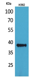 a01188 cd1c primary antibodyes wb testing 1
