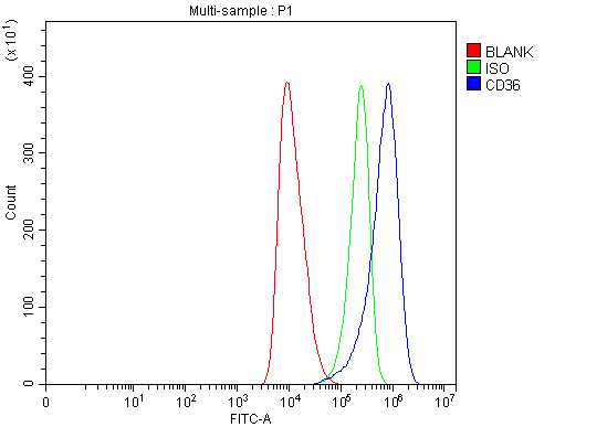  Flow Cytometry analysis of HEL cells using anti-CD36 antibody (A01189-1)