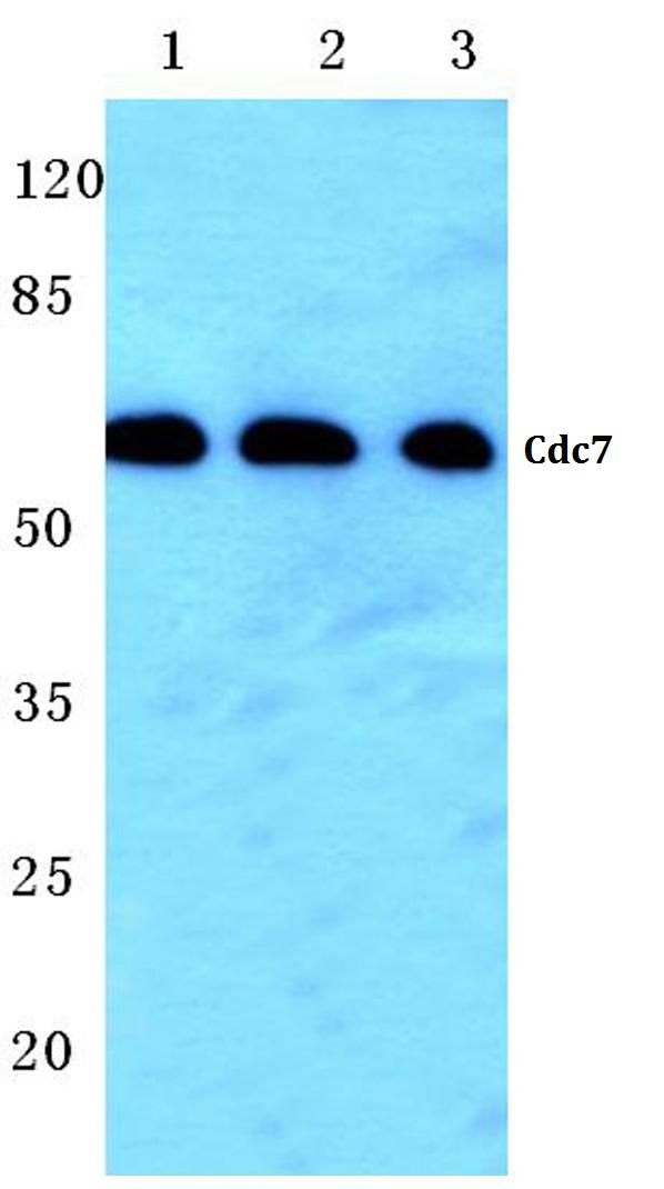 a01190 1 cdc7 primary antiboties wb testing 1