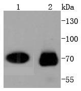 a01190 2 cdc7 primary antiboties wb testing 1