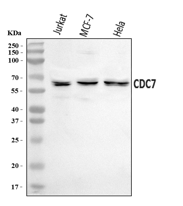 a01190 3 cdc7 primary antibodies wb testing 1