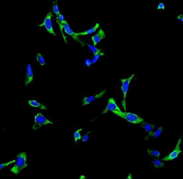 a01192 4 chat primary antibodies icc testing 3